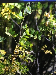 Robinia neomexicana