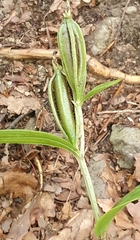 Cephalanthera damasonium