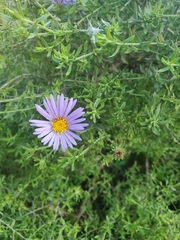 Symphyotrichum oblongifolium