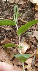 Cephalanthera damasonium