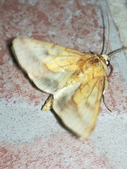 Pyrrhia umbra