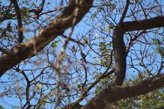 Icterus pyrrhopterus