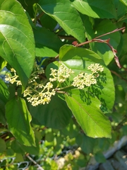 Cissus verticillata