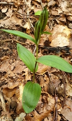 Cephalanthera damasonium