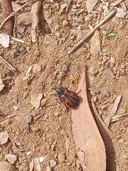 Astylus trifasciatus