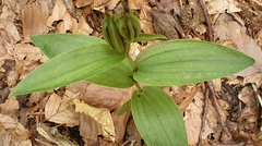 Cephalanthera damasonium
