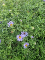 Symphyotrichum oblongifolium
