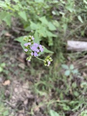 Fleischmannia incarnata