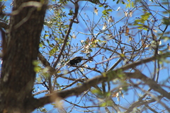 Icterus pyrrhopterus