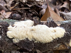 Radulomyces copelandii