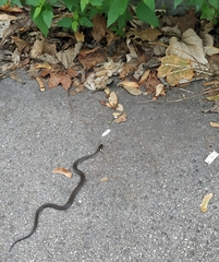 Zamenis longissimus