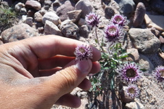 Erigeron eriocephalus