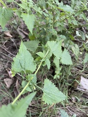 Fleischmannia incarnata