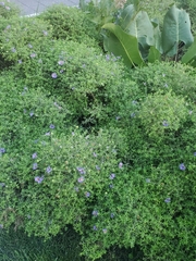 Symphyotrichum oblongifolium