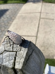 Lycorma delicatula