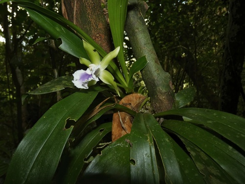 Cochleanthes aromatica, photograph 3