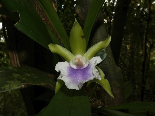 Cochleanthes aromatica, photograph 2