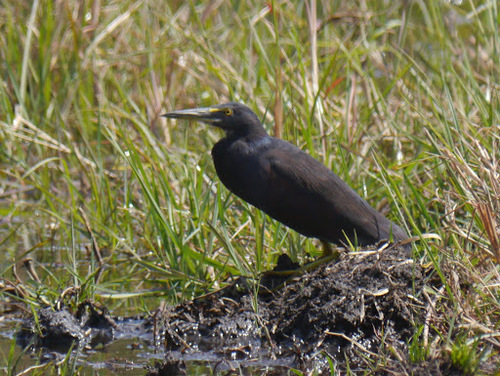 Ardeola rufiventris