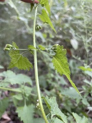 Fleischmannia incarnata