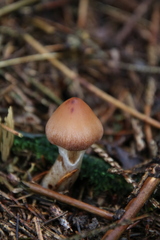 Cortinarius distans