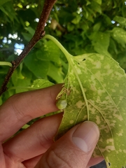 Pachypsylla
