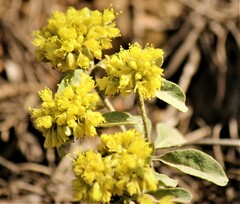 Eriogonum umbellatum