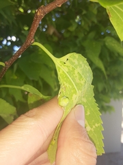 Pachypsylla