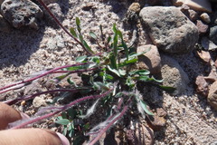 Erigeron eriocephalus