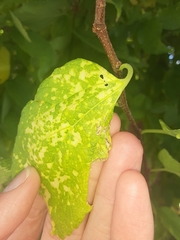 Pachypsylla