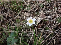 Anemonoides nemorosa
