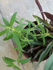 Spermacoce verticillata