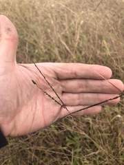 Digitaria ischaemum