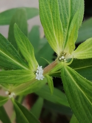Spermacoce verticillata
