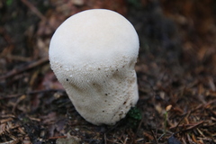 Lycoperdon excipuliforme