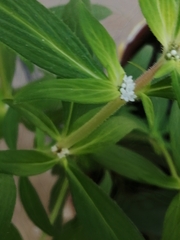 Spermacoce verticillata