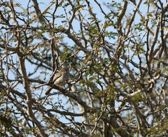 Calamonastes stierlingi