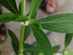 Spermacoce verticillata