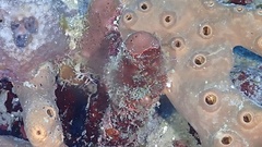 Halisarca