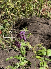 Penstemon whippleanus