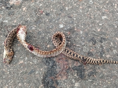 Pituophis catenifer sayi