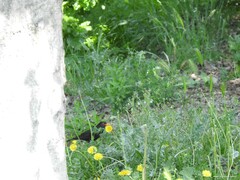 Capsella bursa-pastoris