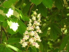 Aesculus hippocastanum