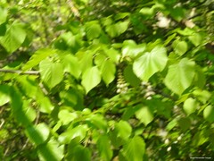 Tilia platyphyllos