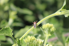 Reduviidae