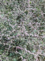 Polygonum equisetiforme