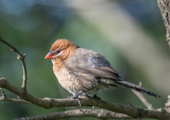 Granatina ianthinogaster