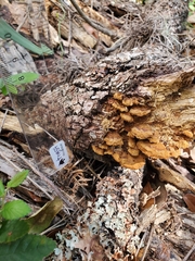 Rhodofomes cajanderi