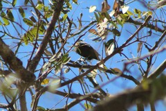 Icterus pyrrhopterus