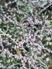 Polygonum equisetiforme