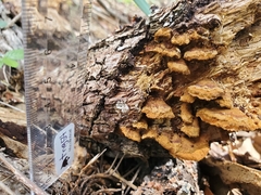 Rhodofomes cajanderi